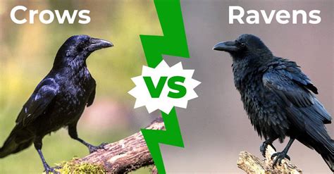 Crows vs ravens. Things To Know About Crows vs ravens. 